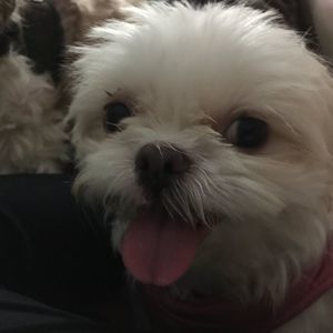 Meet your Posher, Roseann